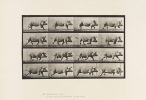 Tavla 675. Sugga; Trav av Eadweard Muybridge