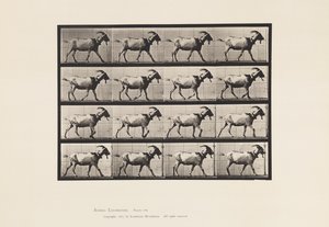 Tavla 676. Get; Gående av Eadweard Muybridge