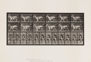 Tallrik 678. Get; Trav, i Sulky av Eadweard Muybridge