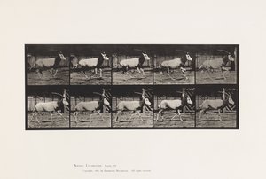 Tallrik 680. Orex; Galopperande av Eadweard Muybridge