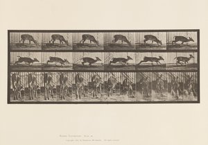 Tallrik 681. Virginia Deer; (Inga horn) Buck Walking av Eadweard Muybridge