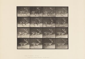 Tavla 682. Träda; Bock; A, Trav; B, Galopperande av Eadweard Muybridge