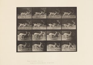Tavla 684. Dovhjort; A, Buck and Doe; B, två gör; Trav av Eadweard Muybridge
