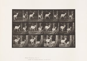 Tavla 686. Dovhjort; Buck and Doe; Galopperande av Eadweard Muybridge