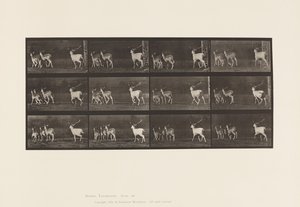 Tavla 687. Dovhjort; Buck and Group of Does; Galopperande av Eadweard Muybridge
