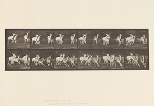 Tavla 688. Dovhjort; Buck and Group of Does; Galopperande av Eadweard Muybridge