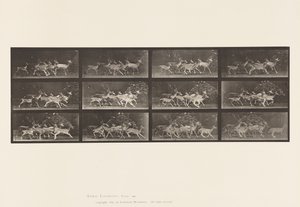 Tavla 690. Dovhjort; Buck and Group of Does; Olika rörelser av Eadweard Muybridge