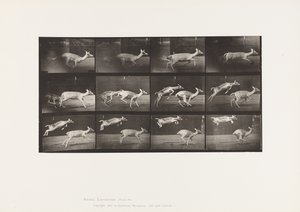 Tavla 691. Dovhjort; Hind; Galopperande; och Kid; Hoppar av Eadweard Muybridge