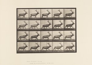 Tavla 692. Älg, Trav av Eadweard Muybridge