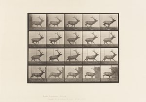 Tavla 693. Älg, Galopperande av Eadweard Muybridge