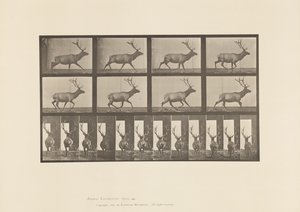 Tavla 694. Älg, Galopperande av Eadweard Muybridge