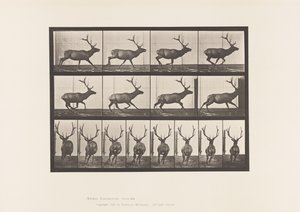 Tavla 695. Älg, Galopperande av Eadweard Muybridge