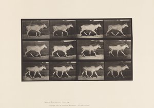 Tavla 696. Eland, Trav av Eadweard Muybridge
