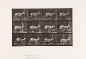 Tallrik 697. Antilop; Trav av Eadweard Muybridge