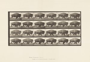 Tallrik 699. Buffel; Gående av Eadweard Muybridge