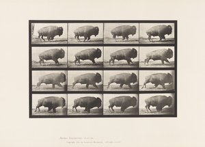 Tallrik 700. Buffel; Galopperande av Eadweard Muybridge