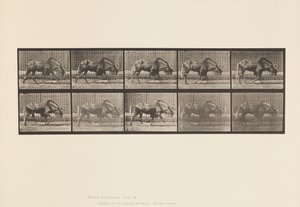 Plåt 701. Gnu; Gående av Eadweard Muybridge