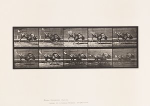 Plåt 702. Gnu; Bucking och galoppering av Eadweard Muybridge