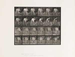 Tallrik 703. Hund; Gående; Avbruten Mastiff-Dread av Eadweard Muybridge