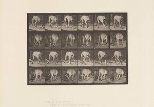 Tavla 704. Hund; Gående; Mastiff av Eadweard Muybridge