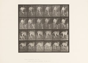 Tallrik 705. Hund; Trav; Mastiff av Eadweard Muybridge