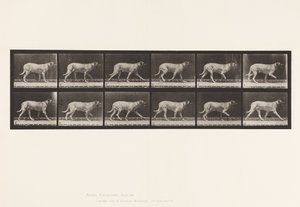 Tallrik 706. Hund; Trav; Mastiff av Eadweard Muybridge