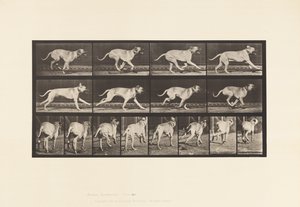 Tavla 707. Hund; Galopperande; Mastiff av Eadweard Muybridge