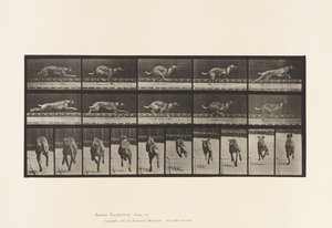 Tallrik 708. Hund; Galopperande; Brun tävlingshund av Eadweard Muybridge