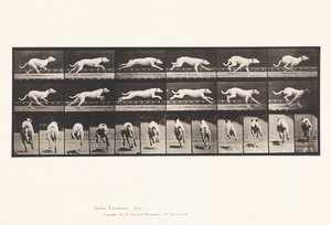 Tallrik 709. Hund; Galopperande; Vit Racing Hound Maggie av Eadweard Muybridge