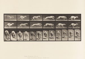 Tallrik 710. Hund; Galopperande; Vit Racing Hound Maggie av Eadweard Muybridge