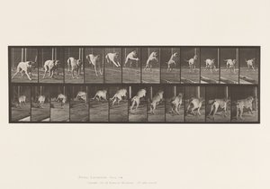 Tallrik 712. Hund; Hoppningshäck; Mastiff, Dread av Eadweard Muybridge
