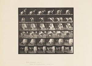 Tallrik 713. Hund; vända sig om, etc; Setter Kate av Eadweard Muybridge