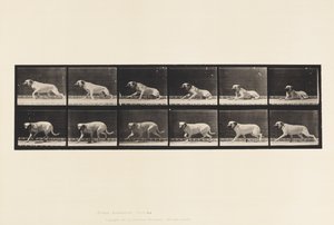 Tallrik 714. Hund; Upphetsad av en torped; Mastiff-Smith av Eadweard Muybridge