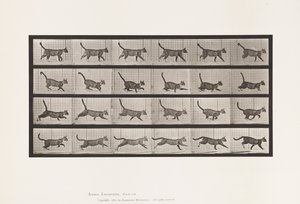 Tallrik 716. Katt; Gå, byt till galopp av Eadweard Muybridge