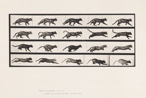 Tallrik 717. Katt; Trav; Byt till Galoppering av Eadweard Muybridge