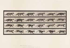 Tallrik 718. Katt; Trav; Byt till Galoppering av Eadweard Muybridge