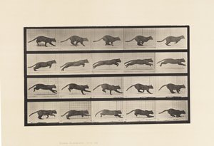 Tallrik 719. Katt; Galopperande av Eadweard Muybridge