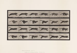 Tallrik 720. Katt; Galopperande av Eadweard Muybridge
