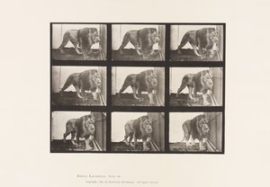 Tallrik 721. Lejon; Gående av Eadweard Muybridge