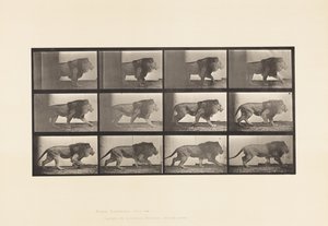 Tallrik 722. Lejon; Gående av Eadweard Muybridge