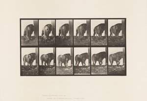 Tavla 724. Lejon; Går, vänder sig om av Eadweard Muybridge