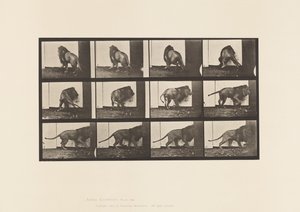 Tallrik 725. Lejon; Går, vänder sig om av Eadweard Muybridge