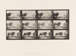 Tavla 726. Lejon och lejoninna; Gående av Eadweard Muybridge