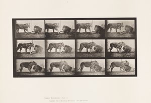 Tavla 727. Lejoninna; Gående; Lejon; Ligger ner av Eadweard Muybridge