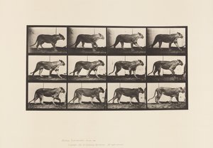 Tavla 728. Lejoninna; Gående; Lejon; Ligger ner av Eadweard Muybridge