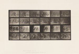Tallrik 731. Jaquar; A, promenader; B, vända sig om av Eadweard Muybridge