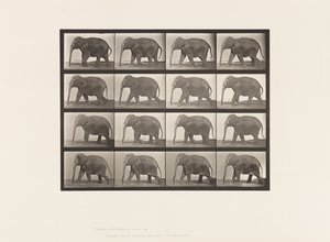 Tallrik 732. Elefant; Gående av Eadweard Muybridge
