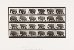 Tallrik 733. Elefant; Gående av Eadweard Muybridge