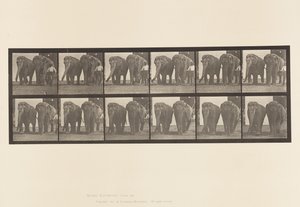 Tallrik 734. Elefanter; Två, promenader av Eadweard Muybridge