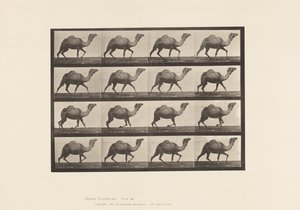 Tavla 736. Egyptisk kamel; Inredning av Eadweard Muybridge